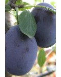 Слива домашня Стенлей (осіння) | Слива домашняя Стенлей (осенняя) | Prunus domestica Stanley